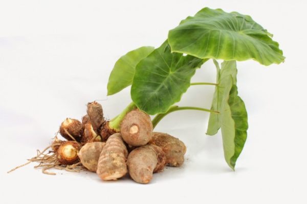 Mesdames, l’igname sauvage va vous faciliter la vie - La lettre du ...